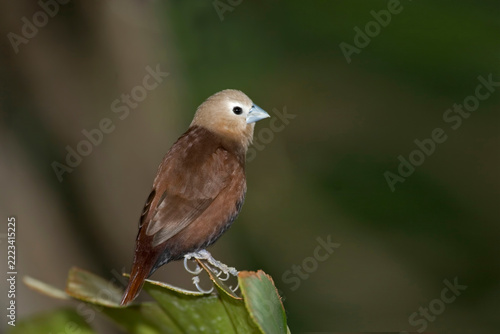 White-headed Munia, Lonchura maja, perched on plant