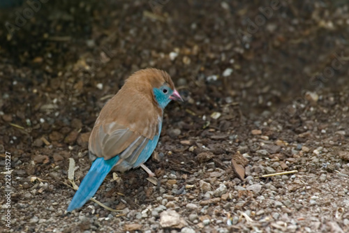 Blue-breasted Cordon-blue or Blue Waxbill, Uraeginthus angolensis, resting on the ground