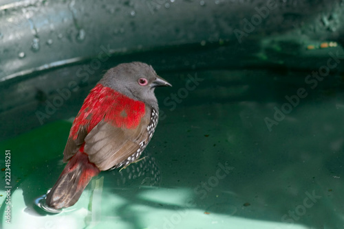 Dybowski's Twinspot, Euschistospiza dybowskii, at birdbath
