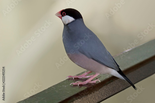 Java Sparrow, Lonchura oryzivora, resting on rail