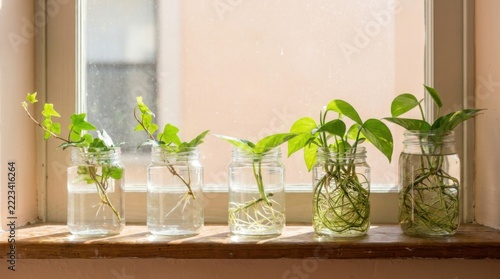 Row of Glass Jars with Water Propagating Plant Cuttings on Sill