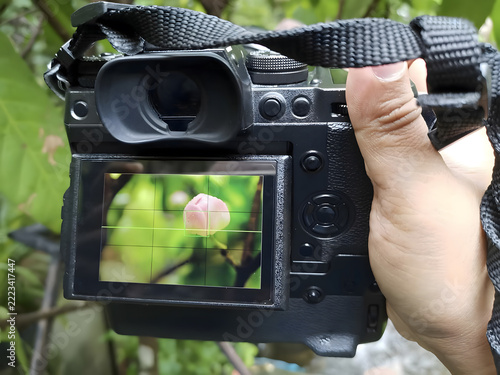 Camera display, Lcd monitor digital camera travel garden photography flower. device, black, green, art, pink, art, arts, design, outdoors, composition, grid, lines, visual storytelling, lcd