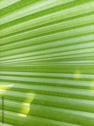 Fotografie Vibrant green fronds radiate outward with crisp, parallel lines