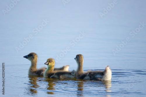 Small ducklings are swimming on the water. Close-up.