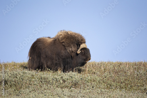 Male muskox in tundra. Republic of Sakha, Yakutia, Russia
