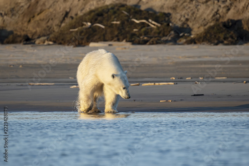 A polar bear walks along the shore. Laptev Sea. Russia, Yakutia