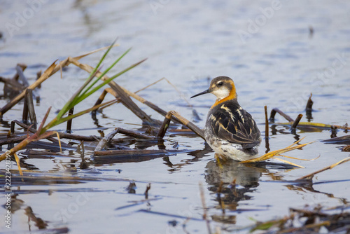 A red-necked phalarope stands in the water among the grass