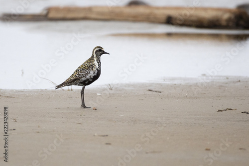 A close-up of Pacific golden plover
