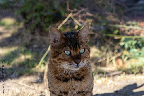 Canvas Print Animals of Albania