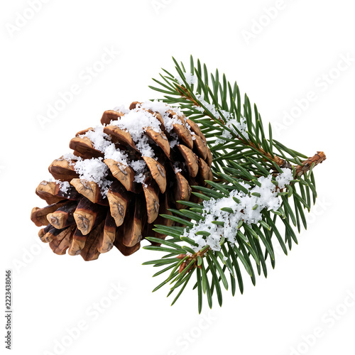 Snow Covered Pinecone and Fir Branch Winter Botanical Transparent Background PNG