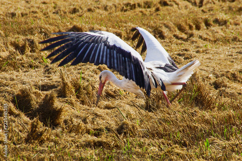 European white stork (Ciconia ciconia) with outstretched wings hunting for prey in a harvested rice field, Alentejo, Portugal