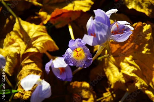 Crocus mauves et feuilles dorées d'Automne 