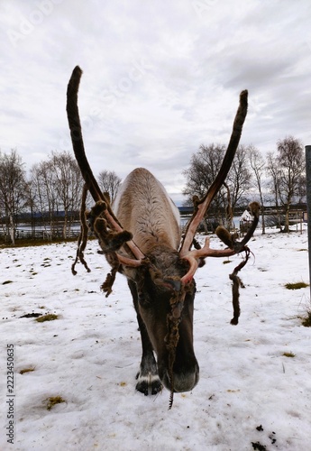 Renne mâle avec ses nouveaux bois en mue Suède 