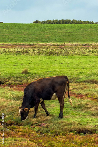 Farmland and countryside in Zeeland, The Netherlands
