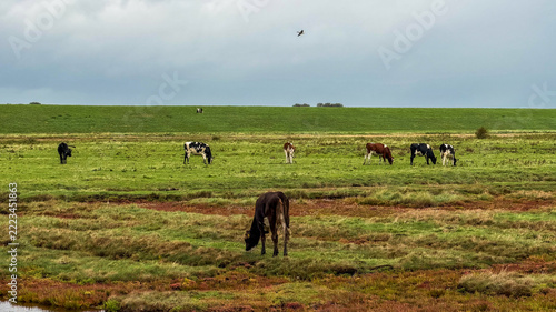 Farmland and countryside in Zeeland, The Netherlands