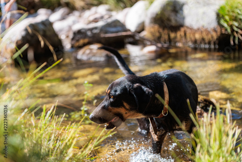 Black and tan dog wading in a shallow stream