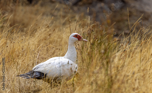White Muscovy duck walking through tall dry grass