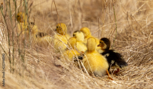 Yellow and brown ducklings gathered in dry grass