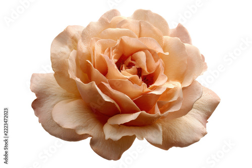Soft pink rose flower in full bloom isolated on transparent background. Elegant blossom of tranquility a single peach rose in full bloom isolated on white background.