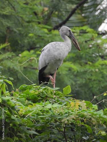 Asian Openbill Stork Bird Standing on Green Foliage with Long Curved Bill and Pink Legs, Wildlife Photography in Maharashtra, India