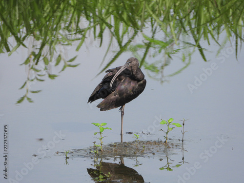 Glossy Ibis Bird Preening Its Feathers While Standing on One Leg in Shallow Wetland Water, Reflection and Green Vegetation, Maharashtra, India