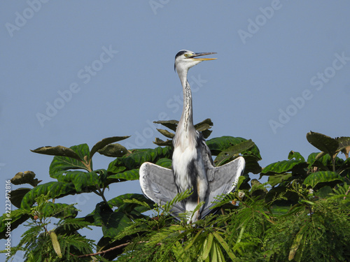Grey Heron Bird Spreading Wings While Perched on a Tree, Long Neck and Open Beak Against Blue Sky, Wildlife in Maharashtra, India