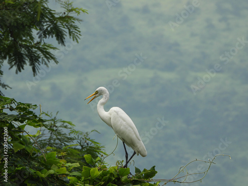 Great Egret Bird with Long Yellow Bill Standing Among Lush Green Tropical Foliage, Wildlife in Maharashtra, India