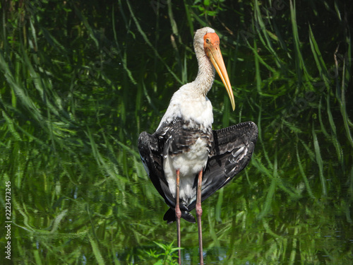 Painted Stork Bird Portrait with Bright Orange Face and Long Curved Yellow Bill Against Dark Green Wetland Vegetation, Maharashtra, India