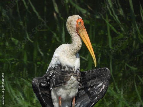 Painted Stork Bird Portrait with Bright Orange Face and Long Curved Yellow Bill Against Dark Green Wetland Vegetation, Maharashtra, India