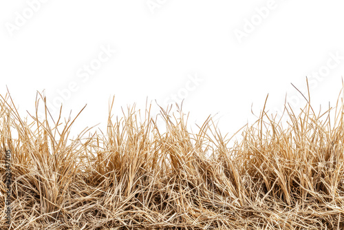 Dry golden wheat stalks with ears isolated on transparent background. Golden wheat fields under a clear sky isolated on white background.