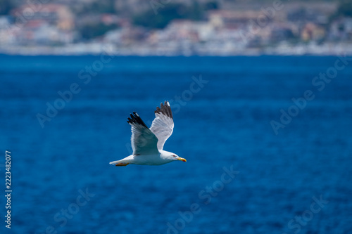 transit of a seagull in flight