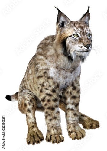 3D Rendering Lynx on White