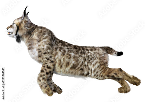 3D Rendering Lynx on White