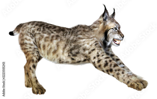 3D Rendering Lynx on White