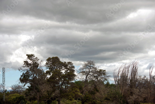 Napa River Area Landscape with trees and vivid gray clouds above