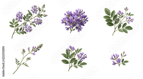 Botanical collection of purple wisteria flowers and green leaves arranged in five separate sprigs for floral isolated on a transparent background