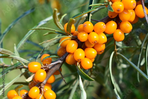 Sea Buckthorn Berries on a Branch, macro photography