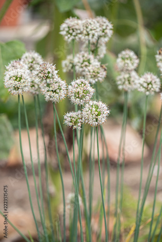 Blooming umbels of fragrant garlic (Allium suaveolens). Allium species for humid soil.