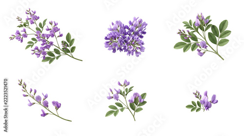Set of purple wisteria flower clusters and green leafy branches for botanical isolated on a transparent background