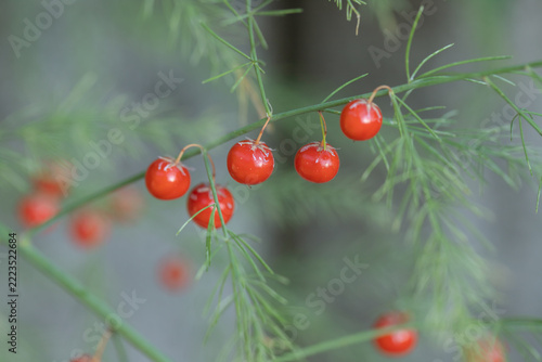 Garden asparagus (Asparagus officinalis). Typical ripe red berries. Use for botanical or agricultural publications.