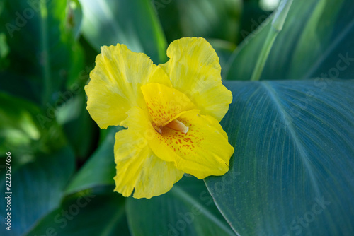 緑の大きな葉を背景に鮮やかに咲く黄色いカンナの花