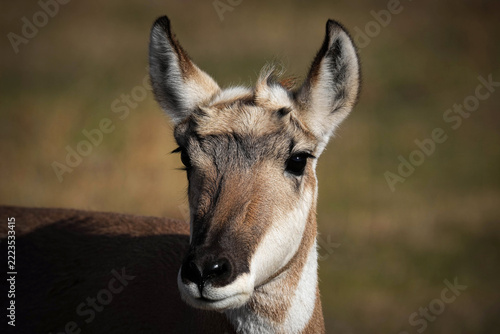 Pronghorn - Colorado