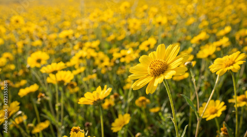 Vibrant Field of Yellow Wildflowers in Full Bloom under Sunny Blue Sky