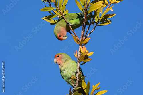 Rosy-faced Lovebirds