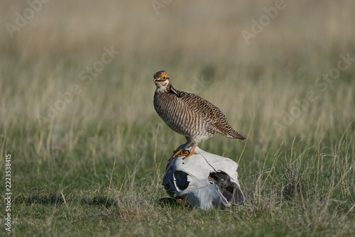 Prairie Chicken