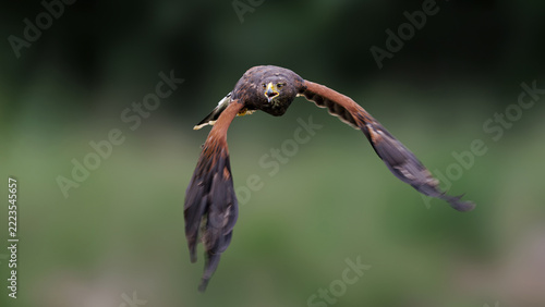 Harris's Hawk, Parabuteo unicinctus, flying head-on toward the camera with an open beak, showcasing its brown plumage, chestnut shoulders, and wide wingspan against a softly blurred green background