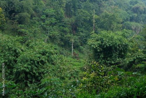 Dense tropical rainforest landscape with lush green bamboo clusters and vegetation