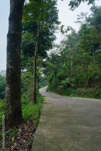 Vertical view of a quiet paved road winding through a lush green tropical forest.