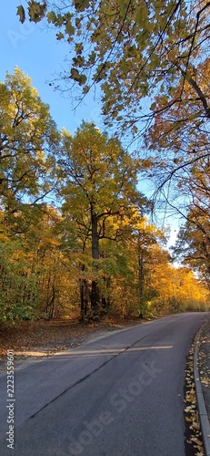 road in autumn forest