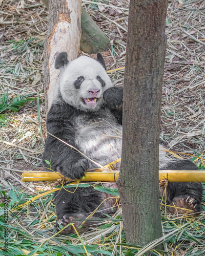 A Panda
